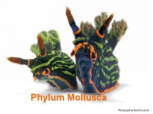 Phylum Mollusca Characteristics of Phylum Mollusca Latin for