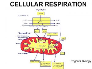 CELLULAR RESPIRATION Regents Biology OBJECTIVES Upon completion of