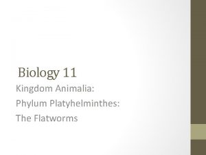 Biology 11 Kingdom Animalia Phylum Platyhelminthes The Flatworms