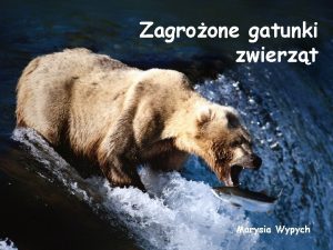 Zagroone gatunki zwierzt Marysia Wypych Panda ruda Populacja