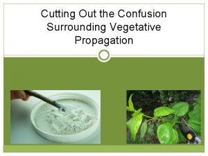 Cutting Out the Confusion Surrounding Vegetative Propagation Introduction