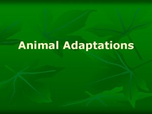 Animal Adaptations Have you ever wondered how animals