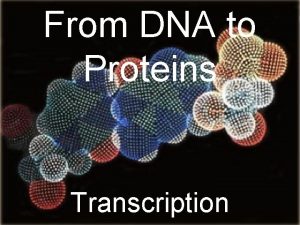 From DNA to Proteins Transcription Central Dogma A