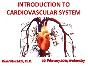 INTRODUCTION TO CARDIOVASCULAR SYSTEM Kaan Ycel M D