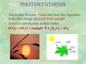 PHOTOSYNTHESIS Autotrophic Process Plants and plantlike organisms make