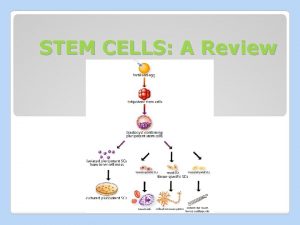 STEM CELLS A Review Potency TOTIPOTENT cells that