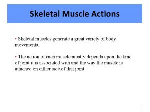 Skeletal Muscle Actions Skeletal muscles generate a great