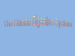 Phases Include Digestion 1 Ingestionintake of food thru