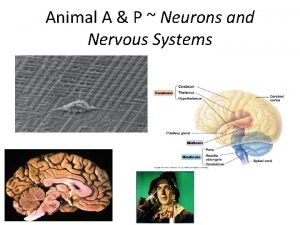 Animal A P Neurons and Nervous Systems Nervous