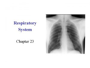 Respiratory System Chapter 23 Respiration Overview The Respiratory