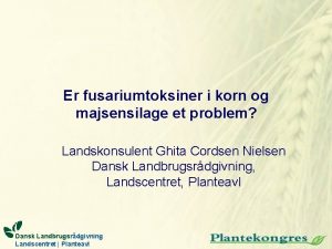 Er fusariumtoksiner i korn og majsensilage et problem