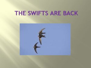 THE SWIFTS ARE BACK Information Please refer to