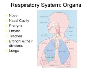 Respiratory System Organs Nose Nasal Cavity Pharynx Larynx