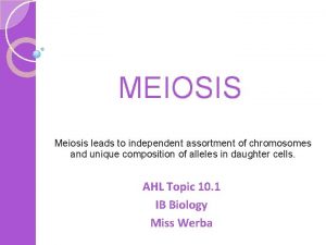 MEIOSIS Meiosis leads to independent assortment of chromosomes