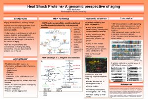Heat Shock Proteins A genomic perspective of aging