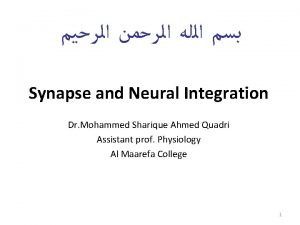 Synapse and Neural Integration Dr Mohammed Sharique Ahmed