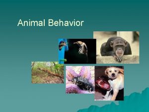 Animal Behavior Behavior is what an animal does