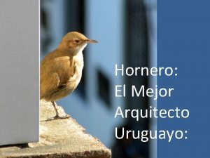 Hornero El Mejor Arquitecto Uruguayo Horneros urbanos En