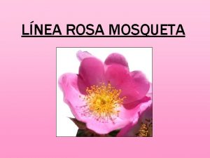 LNEA ROSA MOSQUETA Cada vez hay ms mujeres