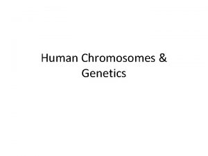 Human Chromosomes Genetics I Intro to Human Genetics