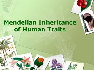 Mendelian Inheritance of Human Traits Simple Recessive Heredity