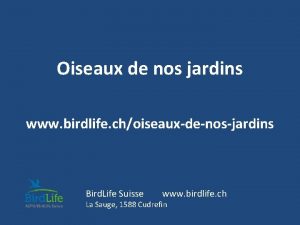 Oiseaux de nos jardins www birdlife choiseauxdenosjardins Bird