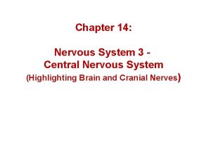 Chapter 14 Nervous System 3 Central Nervous System