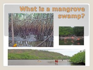 What is a mangrove swamp The mangrove swamp