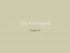 The Arthropods Chapter 16 Phylum Arthropoda Phylum Arthropoda