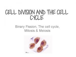 Binary Fission The cell cycle Mitosis Meiosis cell