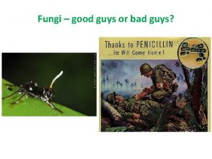 Fungi good guys or bad guys The Roles