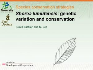 Species conservation strategies Shorea lumutensis genetic variation and