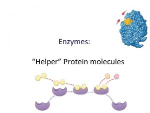 Enzymes Helper Protein molecules Nothing works without enzymes