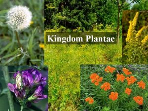 Kingdom Plantae Characteristics of plants All Plants Eukaryotic