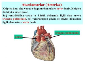 Atardamarlar Arteriae Kalpten kan alp vcuda datan damarlara