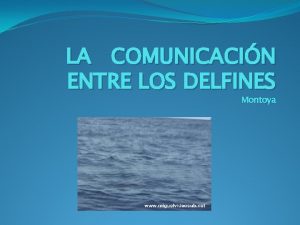 LA COMUNICACIN ENTRE LOS DELFINES Montoya El delfn