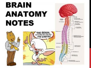 BRAIN ANATOMY NOTES THE BRAIN ANATOMICAL REGIONS o