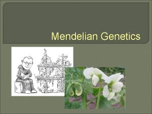 Mendelian Genetics Gregor Mendel Austrian monk and scientist