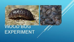 WOOD BUG EXPERIMENT Pill bugs or wood bugs