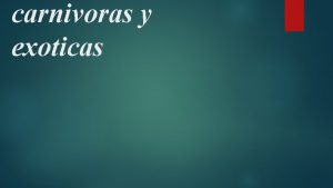 carnivoras y exoticas carnvoraDrosera sudafricana Solo se le