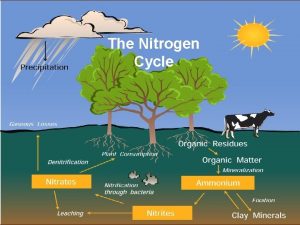 The Nitrogen Cycle Nitrogen Cycle Nitrogen is an
