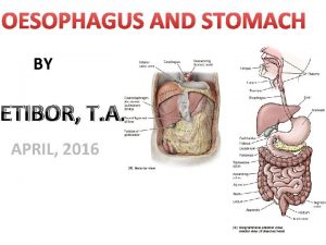 OESOPHAGUS AND STOMACH BY ETIBOR T A APRIL