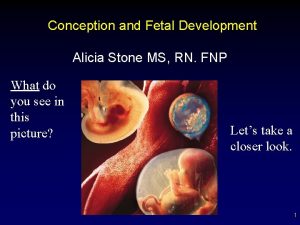 Conception and Fetal Development Alicia Stone MS RN