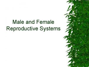Male and Female Reproductive Systems 1 Sperm the