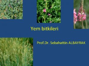 Yem bitkileri Prof Dr Sebahattin ALBAYRAK Tanm Yem