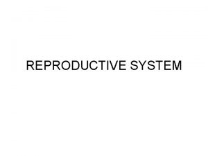 REPRODUCTIVE SYSTEM MALE REPRODUCTIVE SYSTEM Testes ovoid tissue