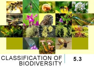 CLASSIFICATION OF BIODIVERSITY 5 3 CLASSIFICATION For centuries