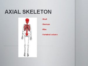 AXIAL SKELETON Skull Sternum Ribs Vertebral column AXIAL