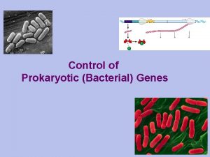 Control of Prokaryotic Bacterial Genes 2007 2008 Bacterial