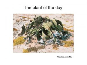 The plant of the day Welwitschia mirabilis Questions